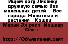 Ищем коту Лисёнку дружную семью без маленьких детей  - Все города Животные и растения » Кошки   . Марий Эл респ.,Йошкар-Ола г.